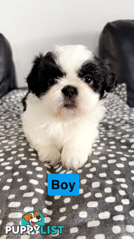 Maltese Shihtzus Adelaide (6 puppies)