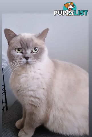 Female British Shorthair Sealpoint