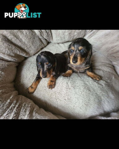 Stunning dachshund puppies