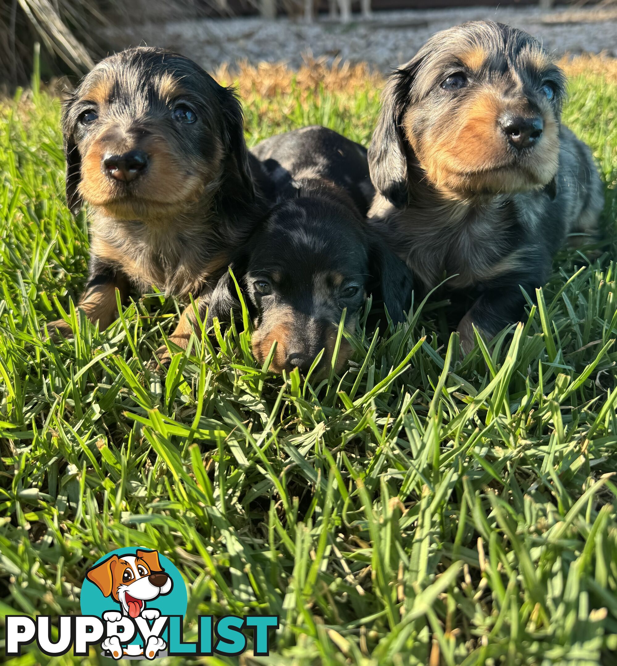 Stunning dachshund puppies