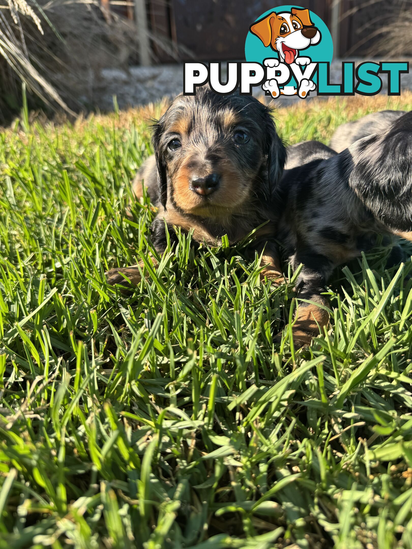 Stunning dachshund puppies