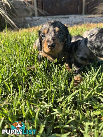 Stunning dachshund puppies