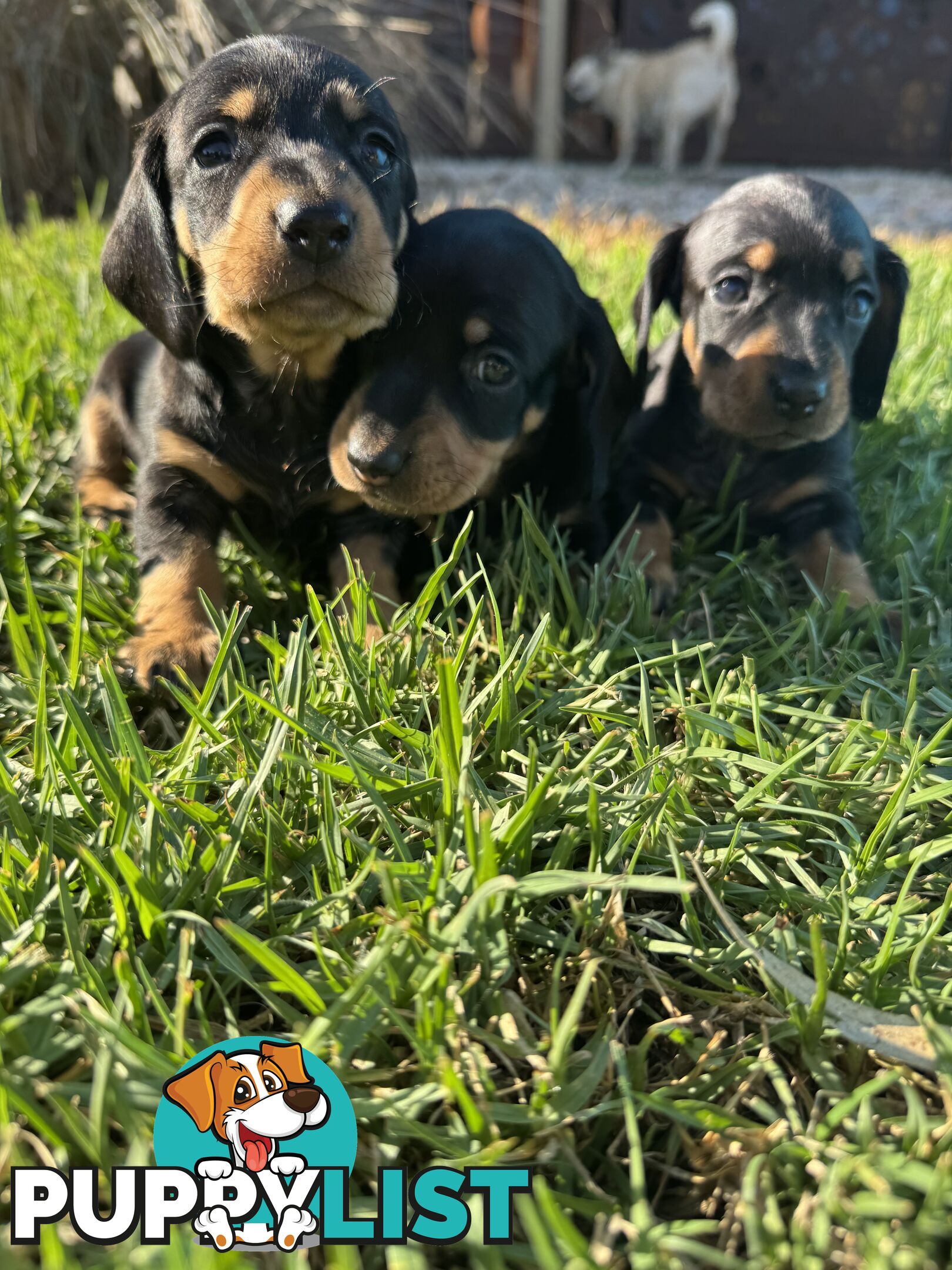 Stunning dachshund puppies