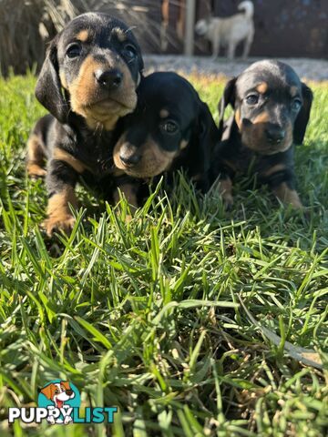Stunning dachshund puppies