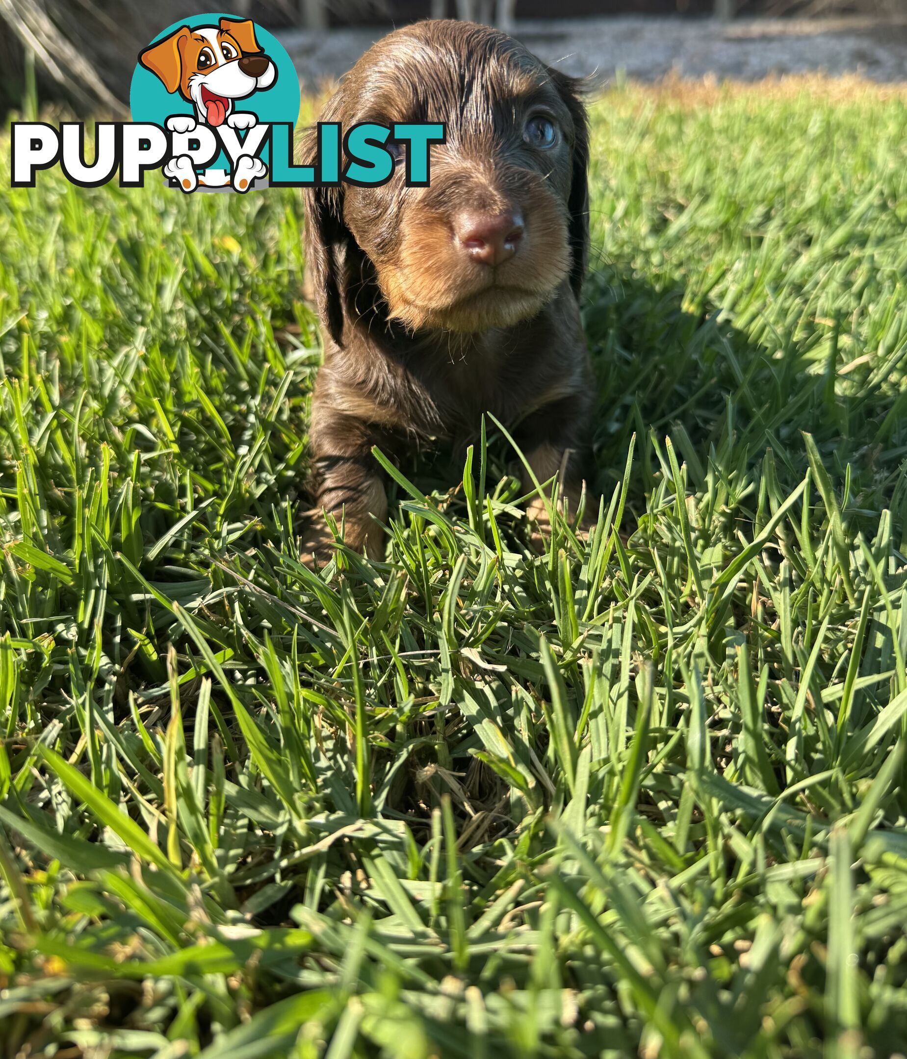 Stunning dachshund puppies