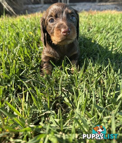 Stunning dachshund puppies