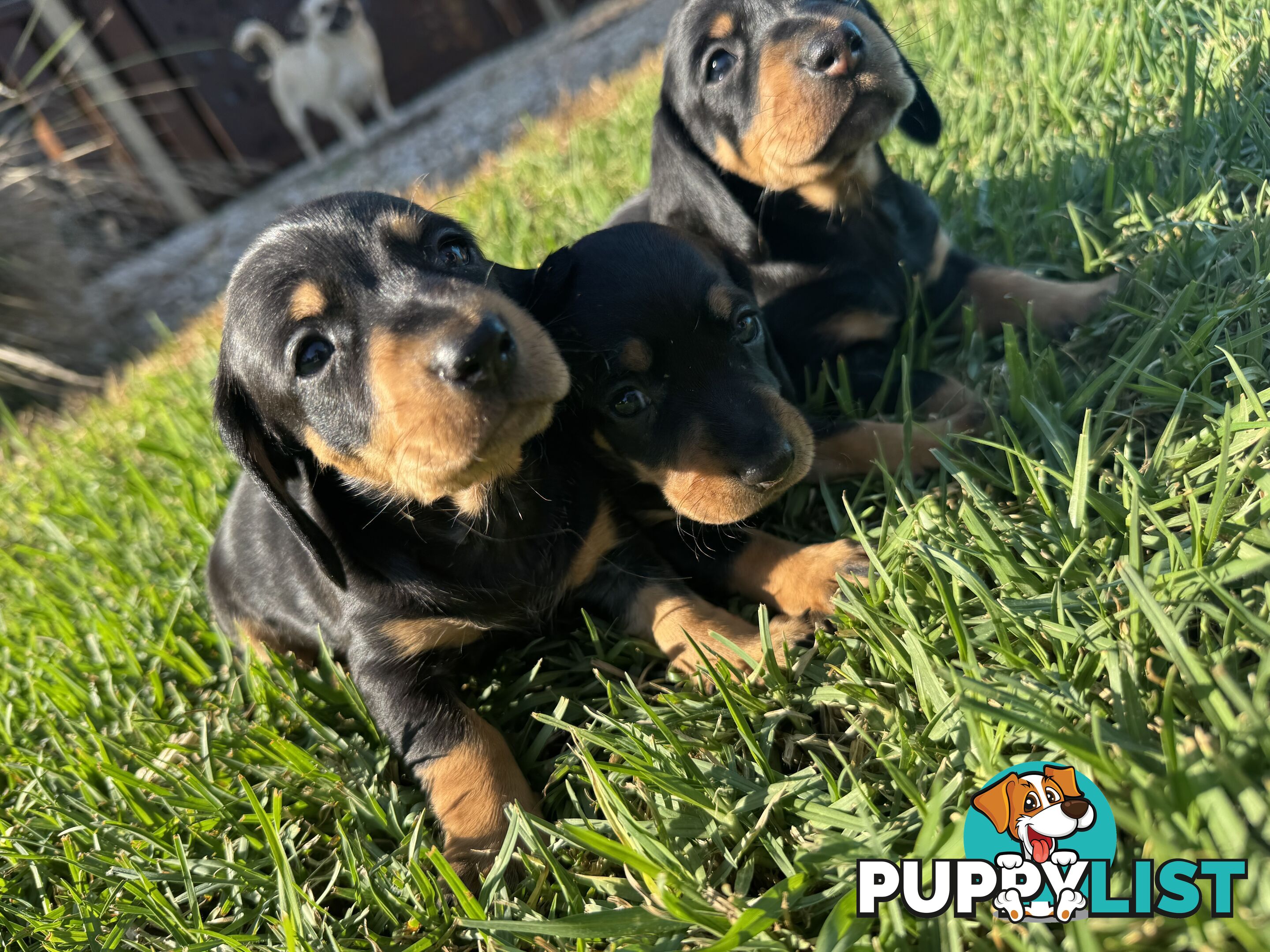 Stunning dachshund puppies