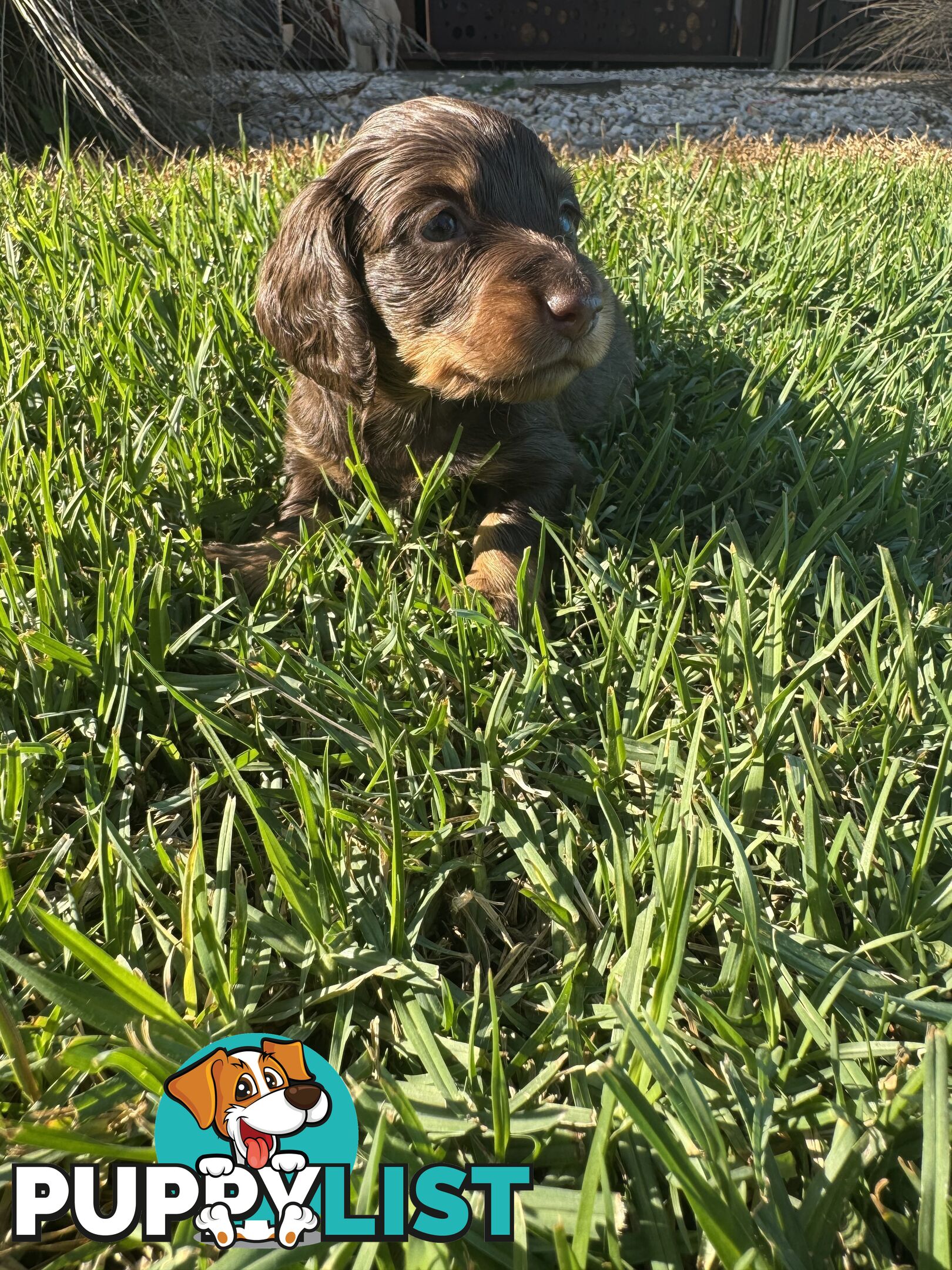 Stunning dachshund puppies