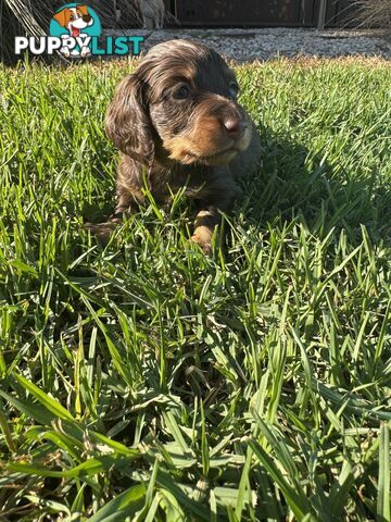 Stunning dachshund puppies