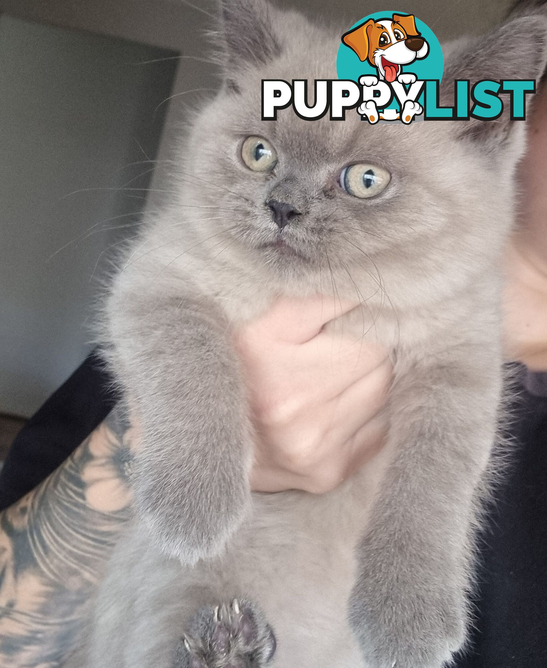 Only 1 British Shorthair Kitten Left