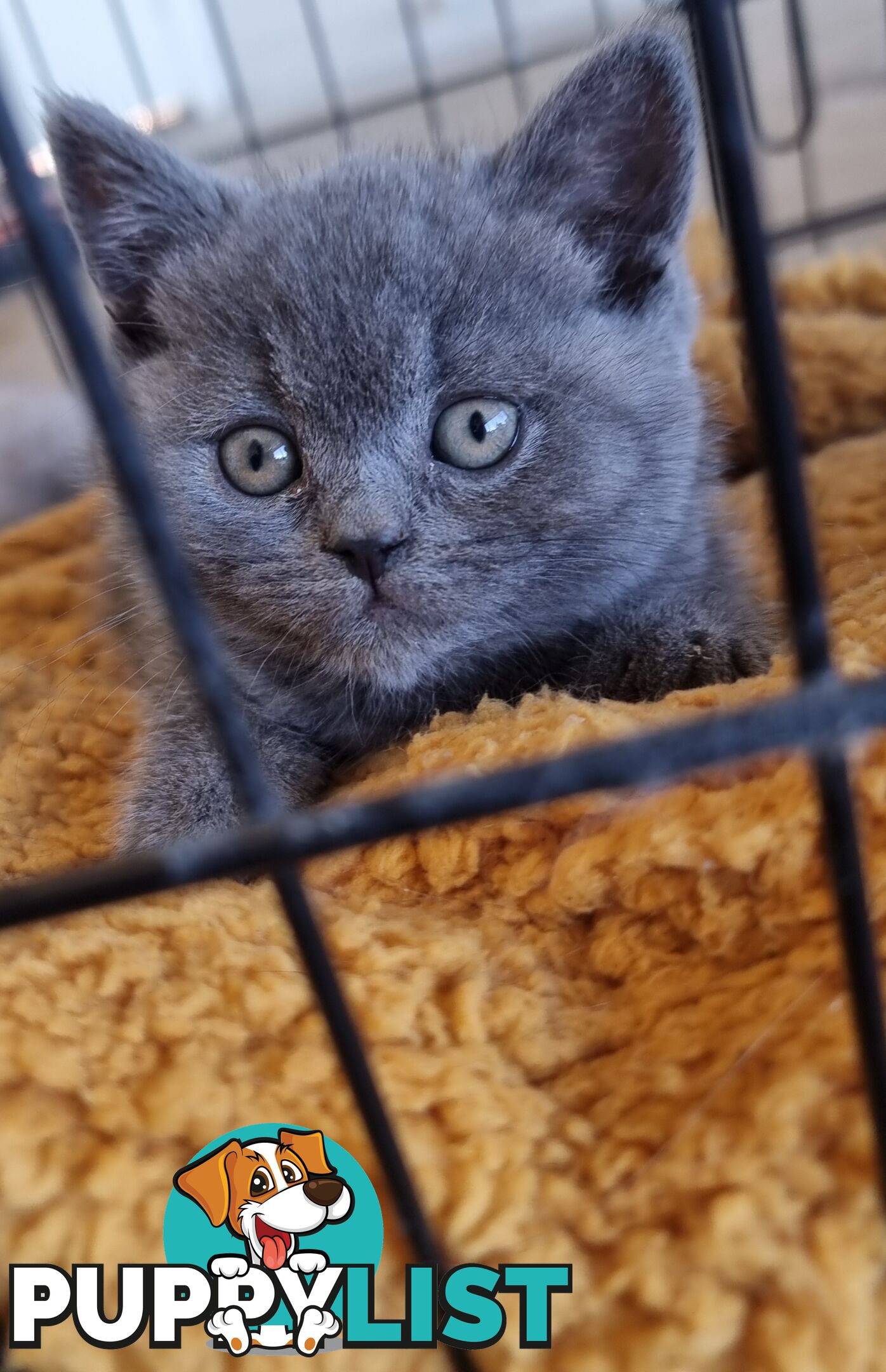 Only 1 British Shorthair Kitten Left