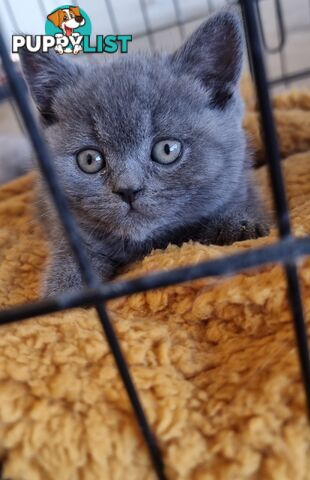 Only 1 British Shorthair Kitten Left