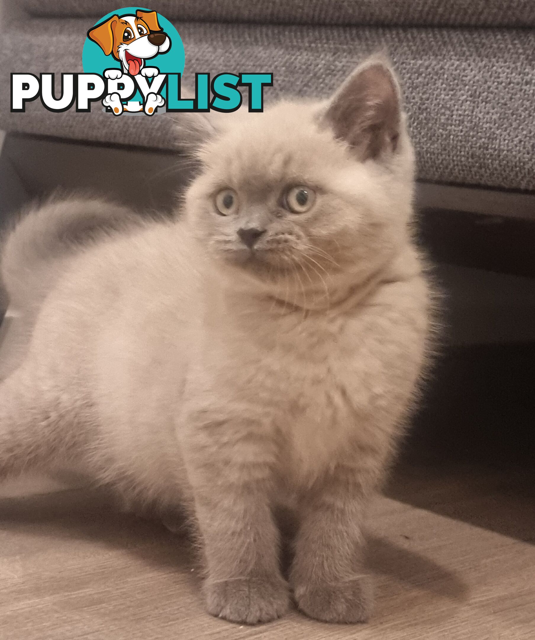 Only 1 British Shorthair Kitten Left