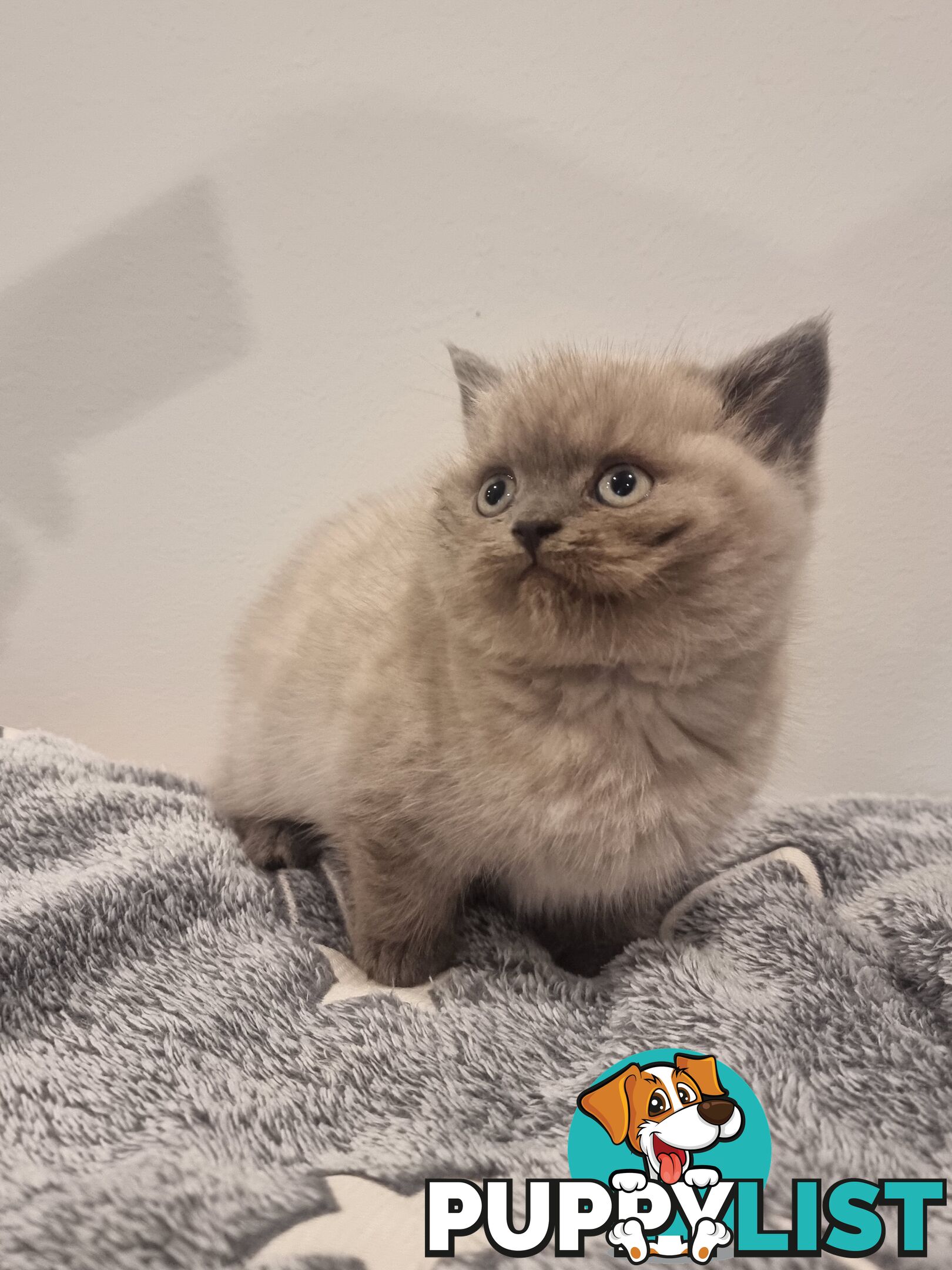 Only 1 British Shorthair Kitten Left