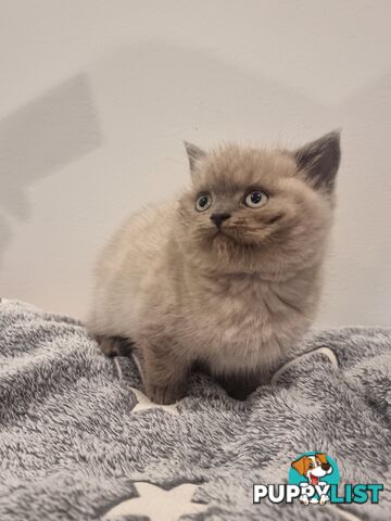 Only 1 British Shorthair Kitten Left