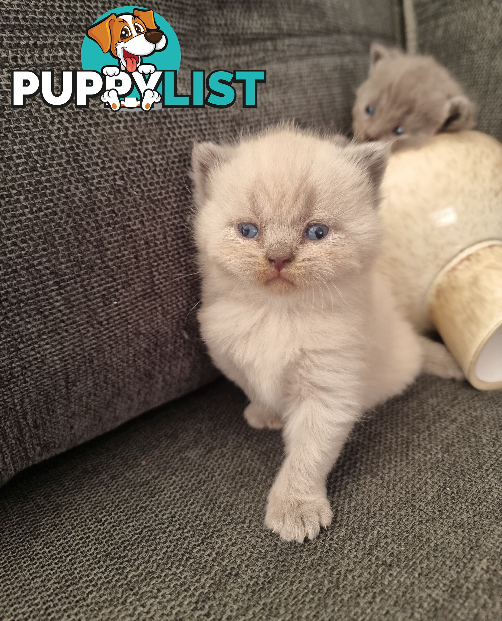 British Shorthair Kittens