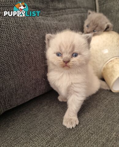 British Shorthair Kittens