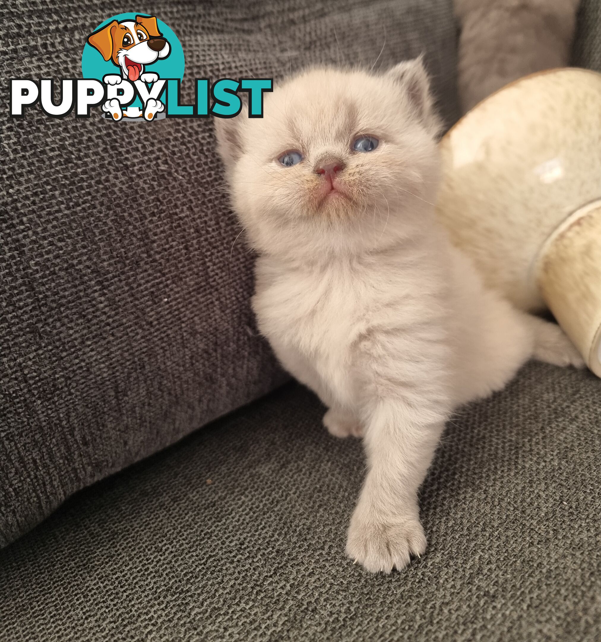 British Shorthair Kittens