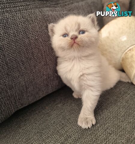 British Shorthair Kittens