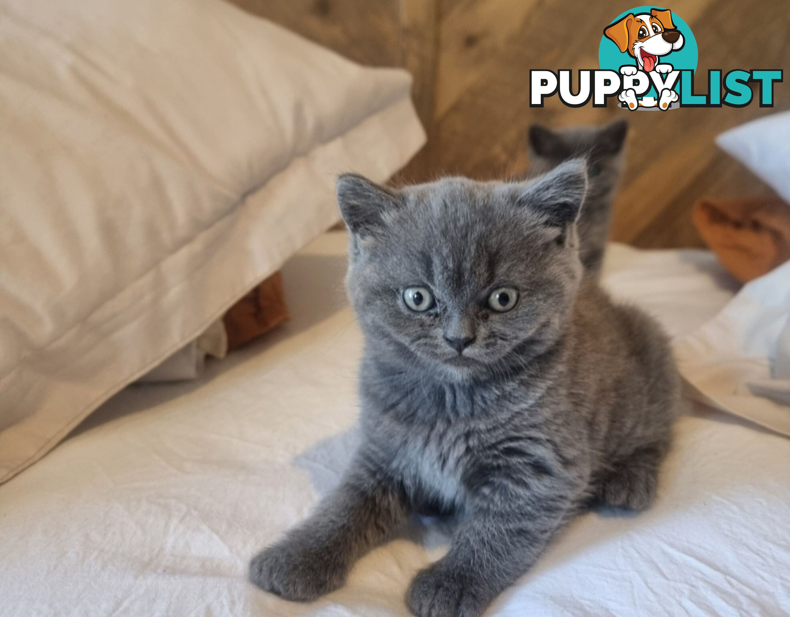 British Shorthair Kittens