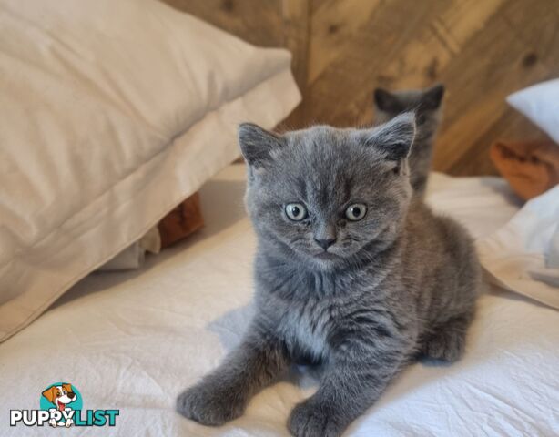 British Shorthair Kittens