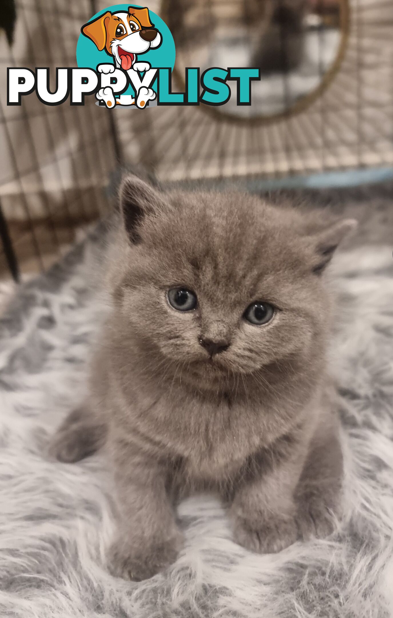 British Shorthair Kittens