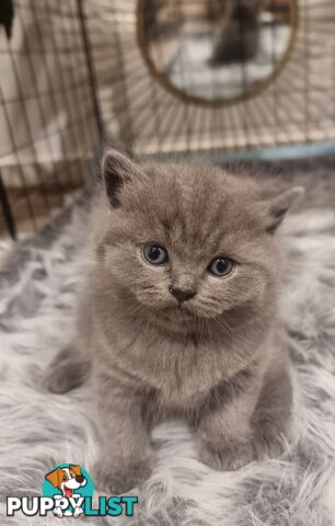 British Shorthair Kittens