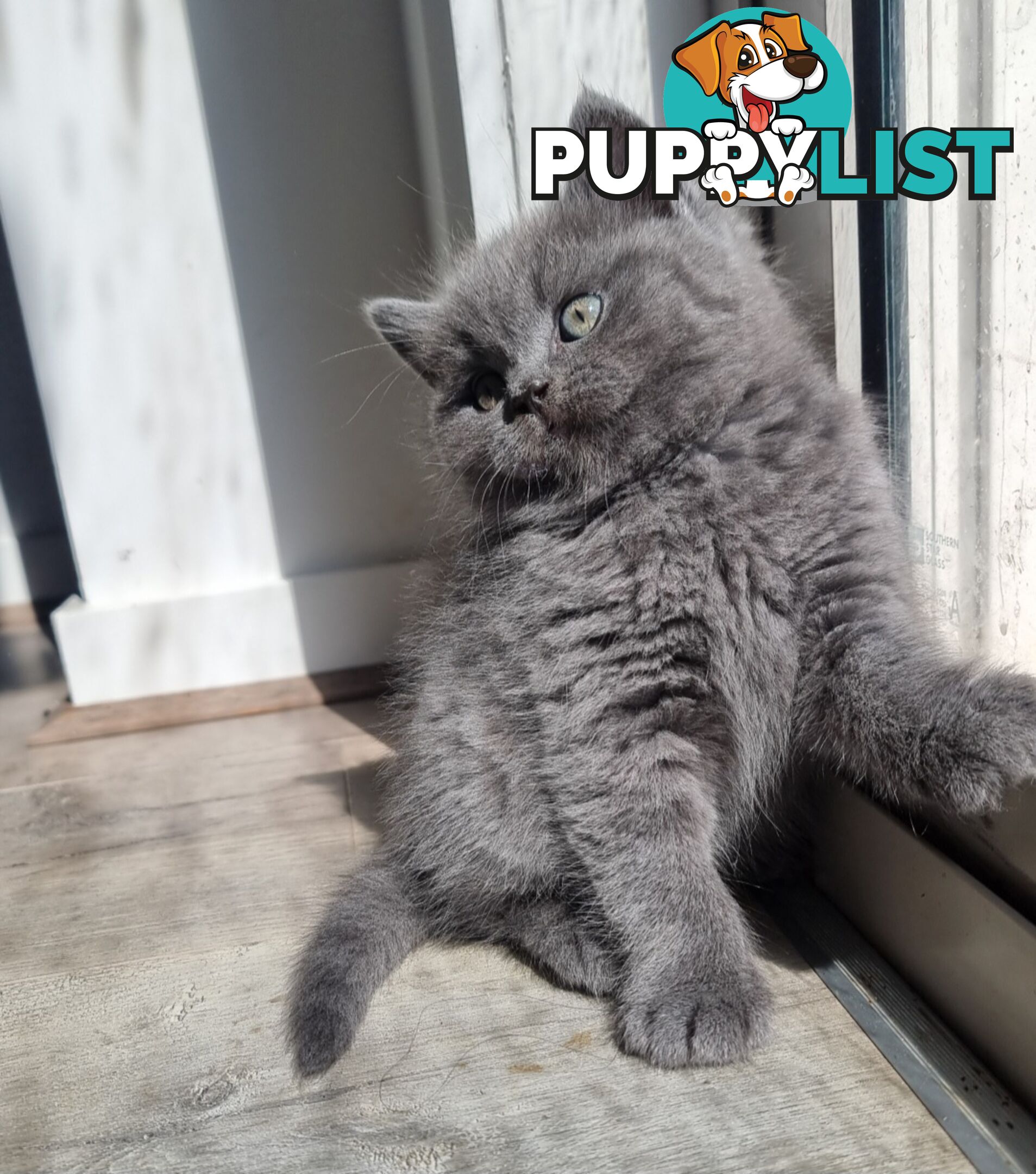 British Shorthair Kittens