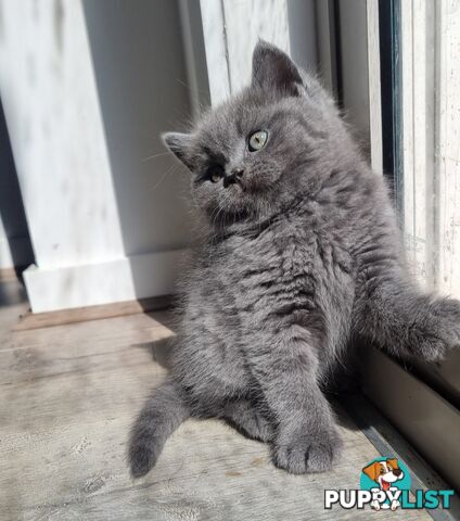 British Shorthair Kittens