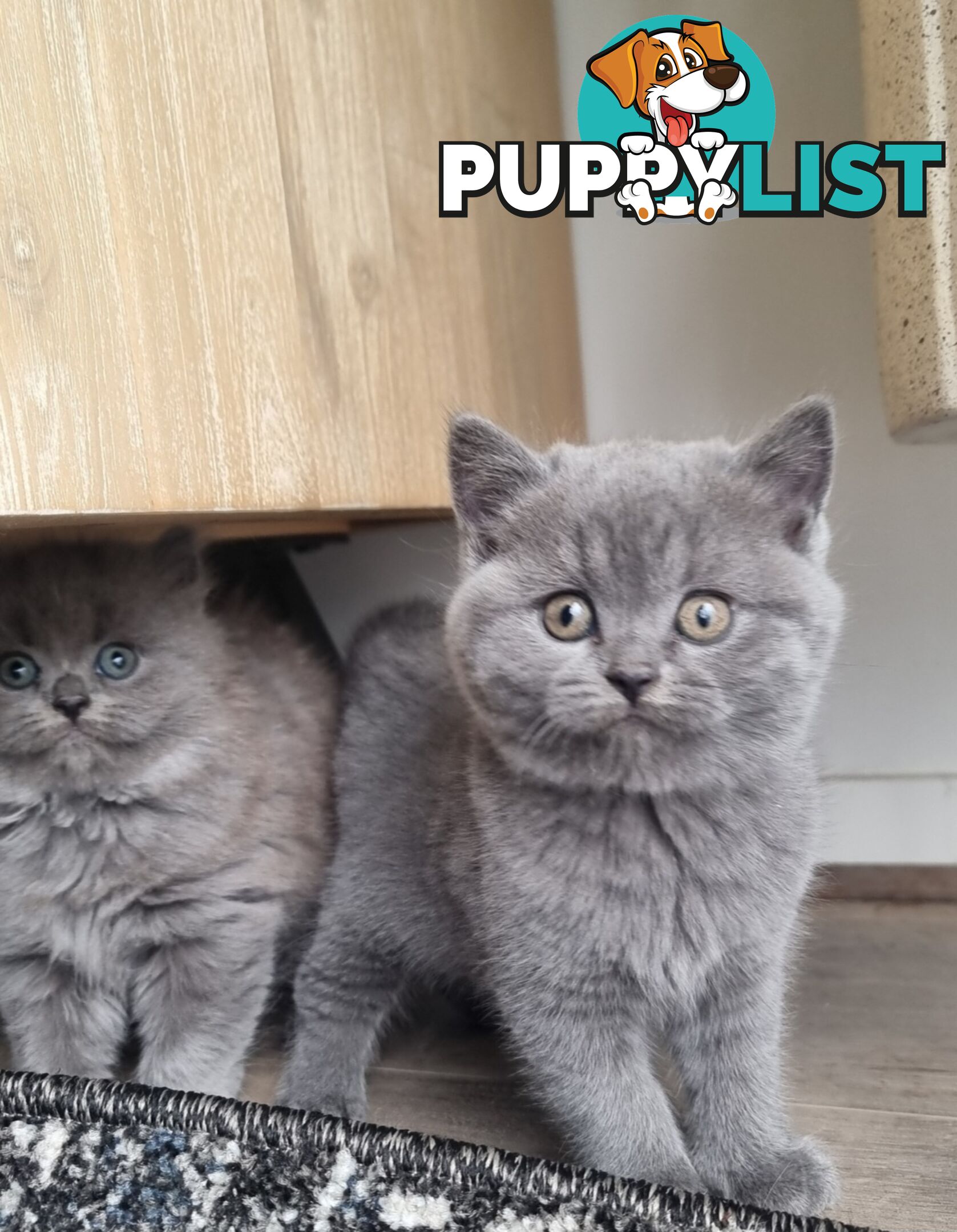 British Shorthair Kittens