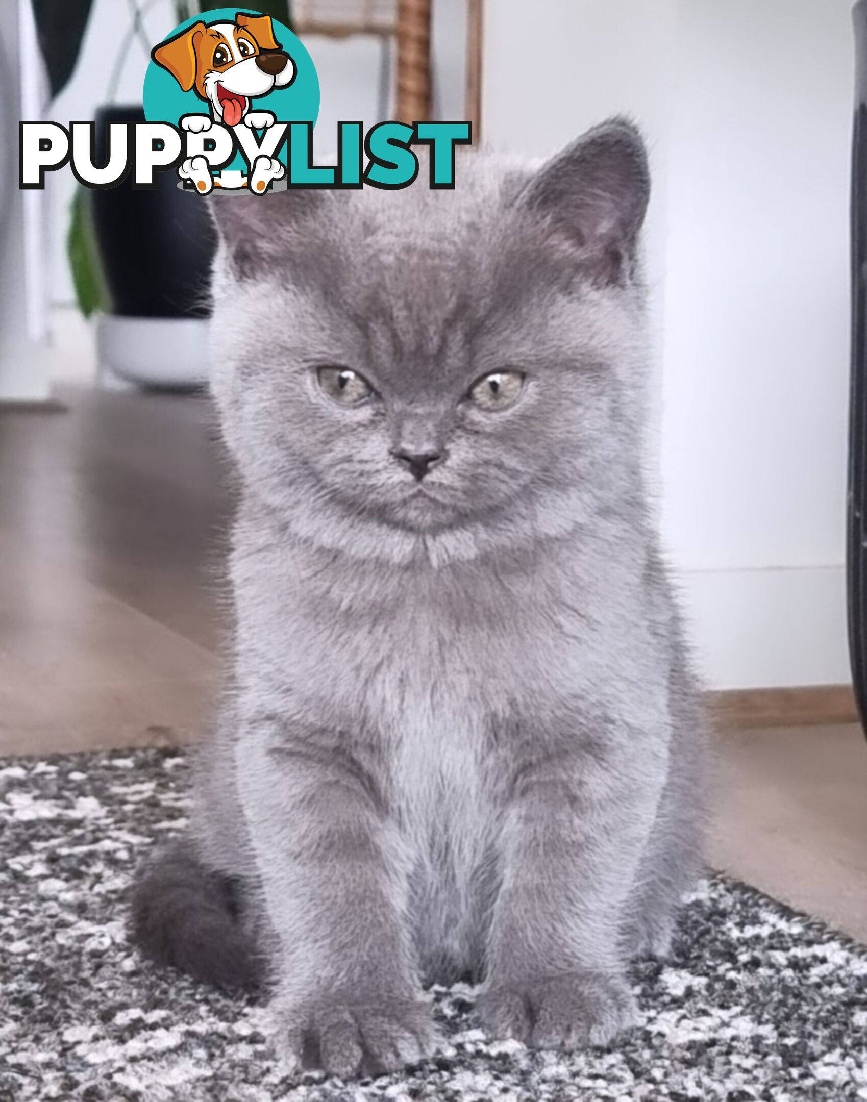 British Shorthair Kittens