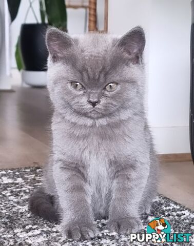 British Shorthair Kittens