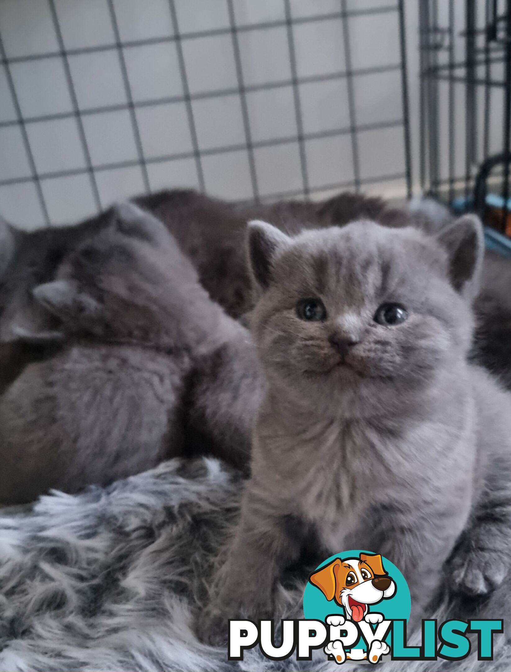 British Shorthair Kittens