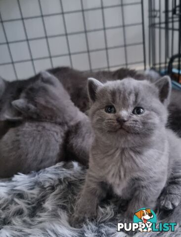 British Shorthair Kittens