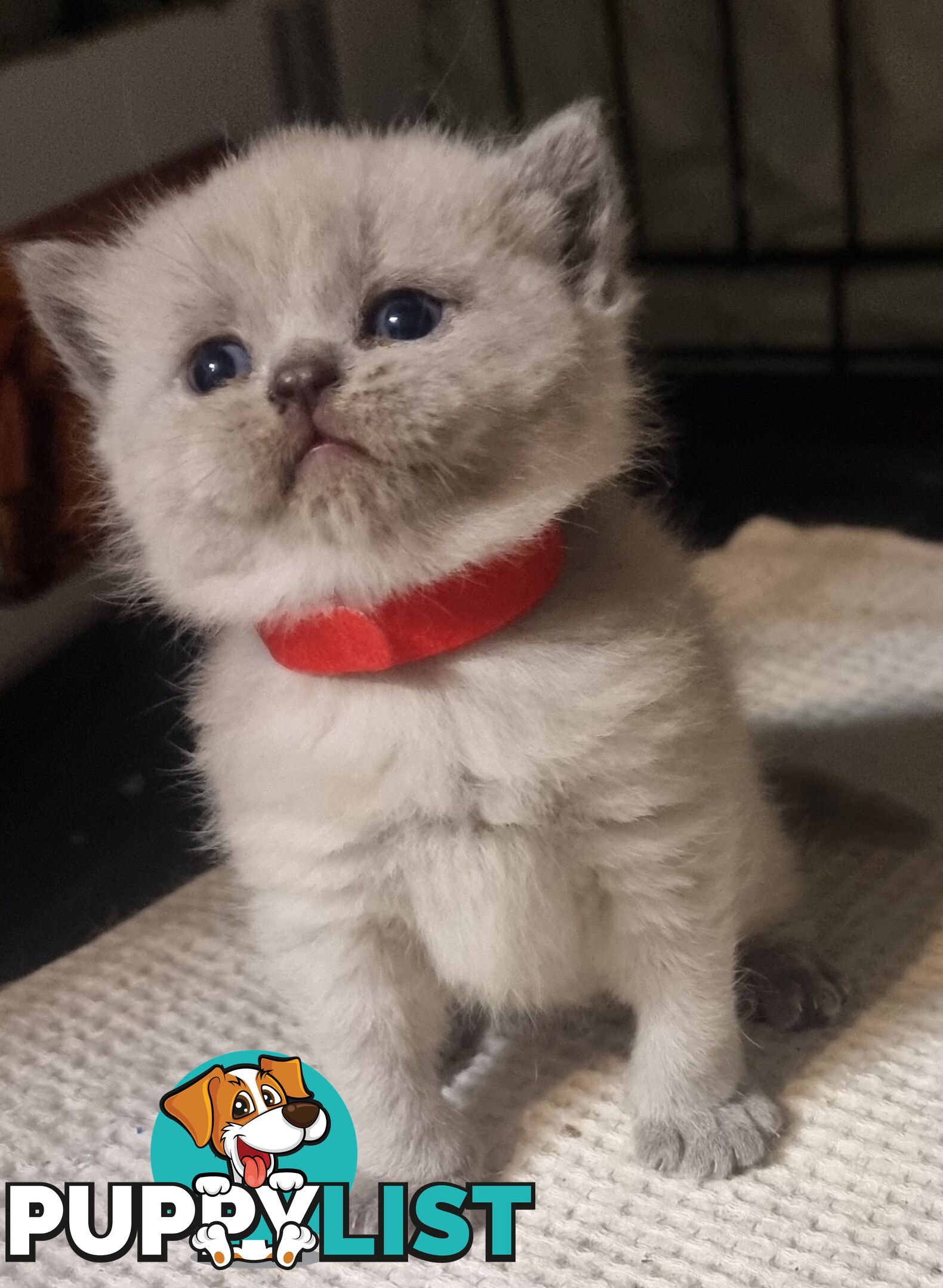 British Shorthair Kittens