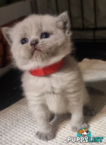 British Shorthair Kittens