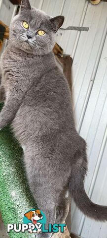 URGENT SALE Female British Shorthair