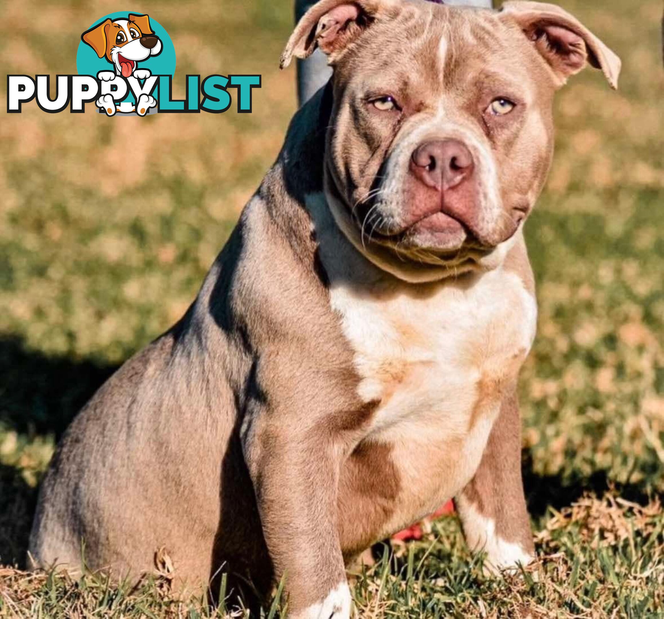 American Pocket Bully