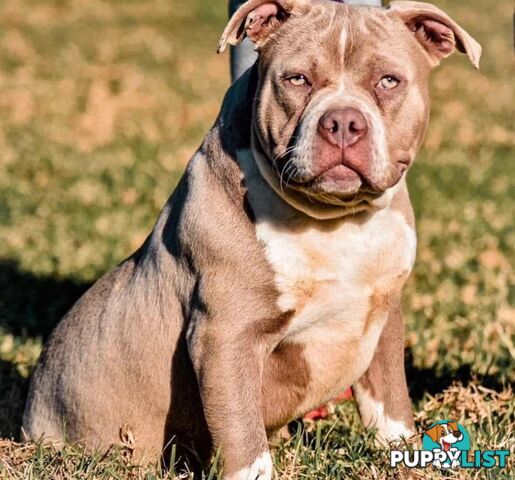 American Pocket Bully