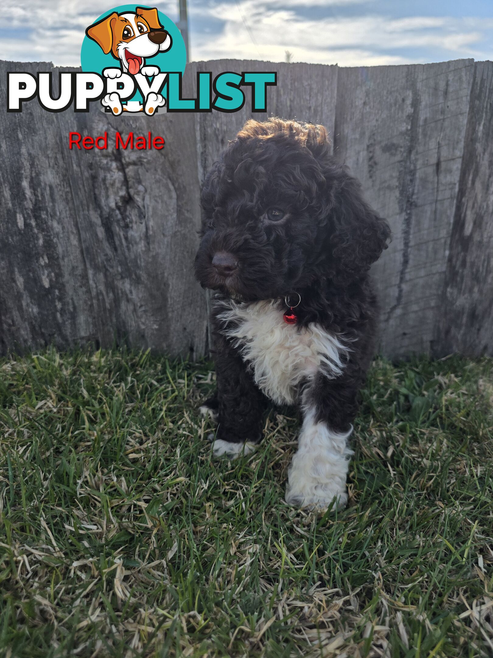 Gorgeous Lagotto Romagnolo Puppies