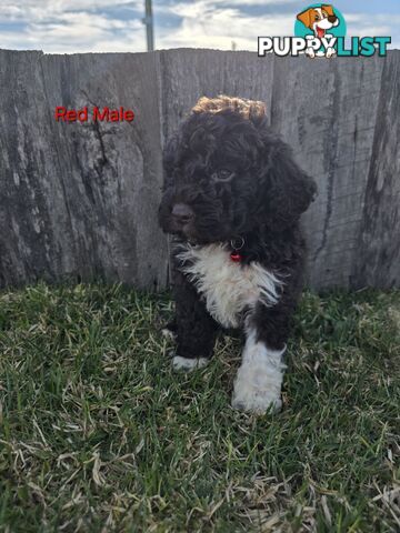 Gorgeous Lagotto Romagnolo Puppies