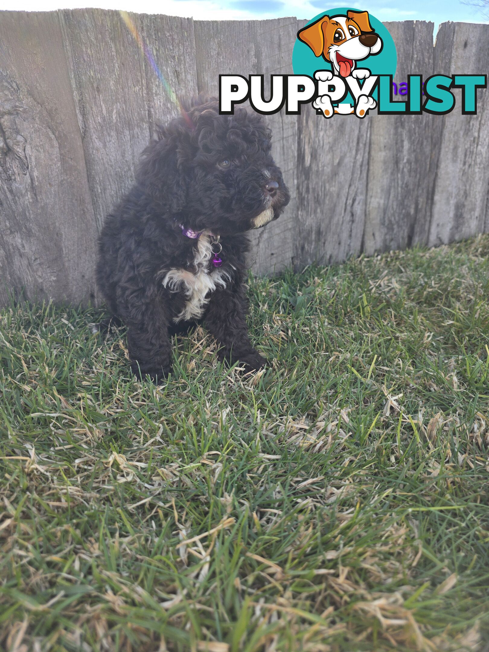 Gorgeous Lagotto Romagnolo Puppies