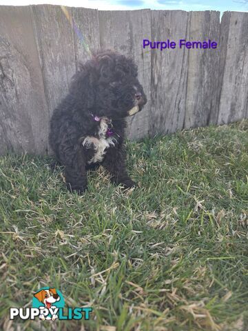 Gorgeous Lagotto Romagnolo Puppies