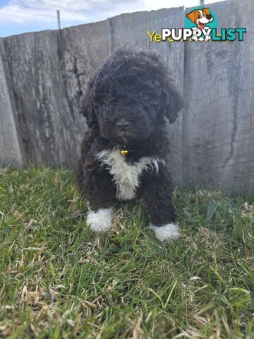 Gorgeous Lagotto Romagnolo Puppies