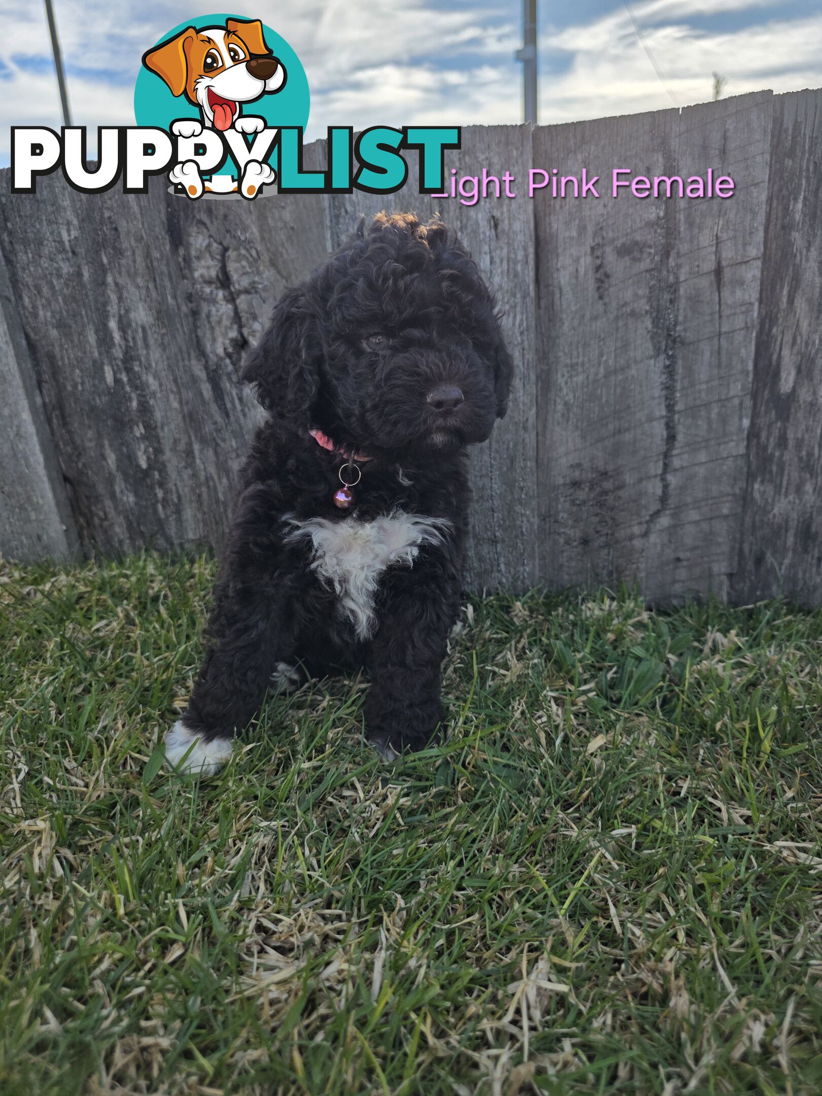 Gorgeous Lagotto Romagnolo Puppies