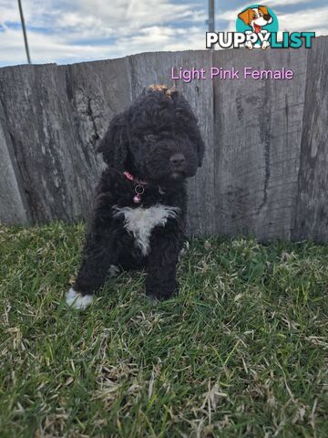 Gorgeous Lagotto Romagnolo Puppies