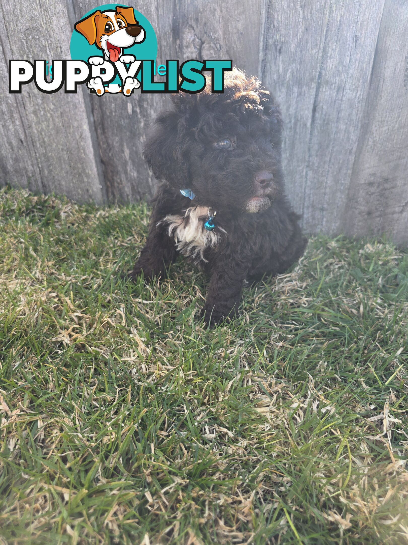 Gorgeous Lagotto Romagnolo Puppies