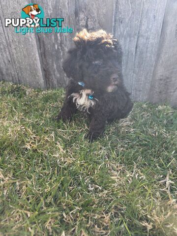 Gorgeous Lagotto Romagnolo Puppies