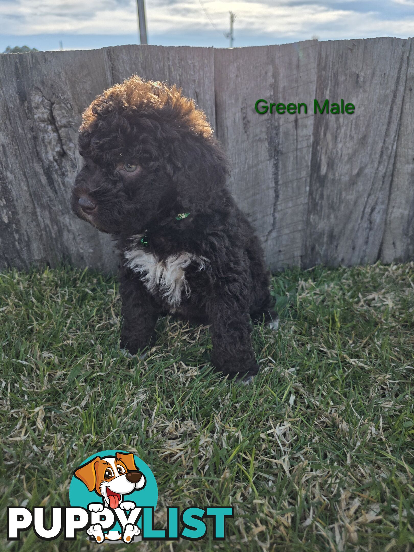 Gorgeous Lagotto Romagnolo Puppies