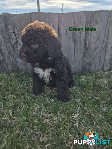Gorgeous Lagotto Romagnolo Puppies